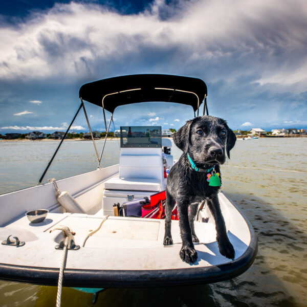 Wet dog on the bow of a boat in a coastal waterway.