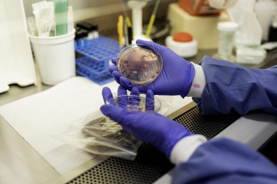 Gloved hands examining bacterial cultures in petri dishes in a lab.