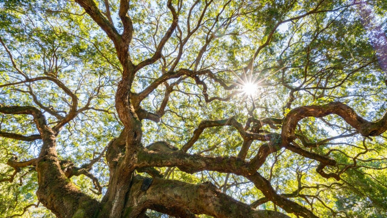 Looking up through the twisting branches of a mature live oak tree as sunlight shines through its dense green canopy.