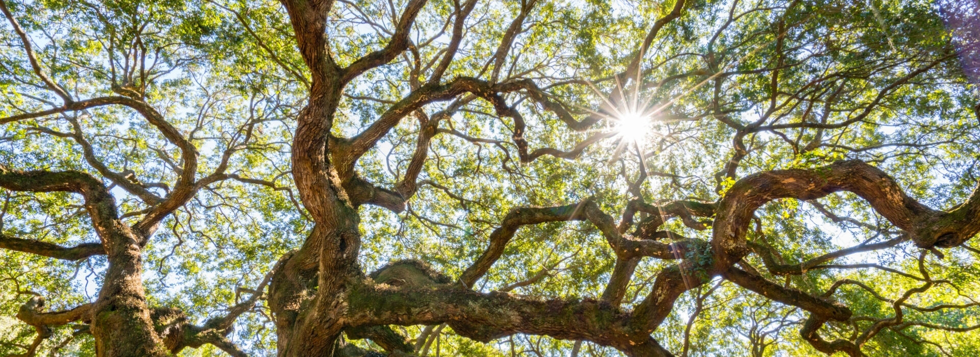 Sunlight filtering through the sprawling branches of a massive live oak tree.