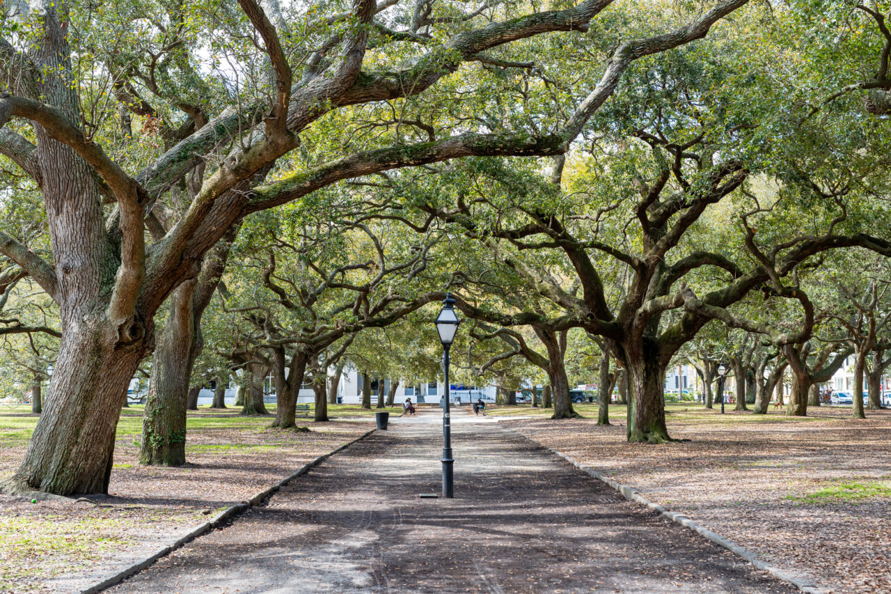 Tree-lined path under sprawling live oaks at White Point Garden in Charleston.