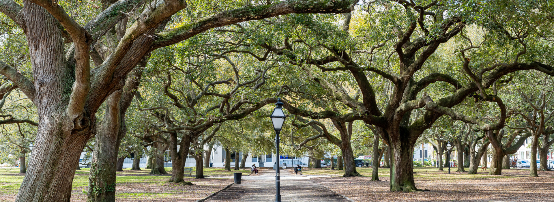 Tree-lined path under sprawling live oaks at White Point Garden in Charleston.