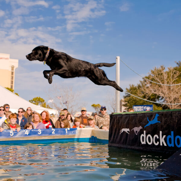 Black dog mid-jump off a dock into a pool as a crowd watches.