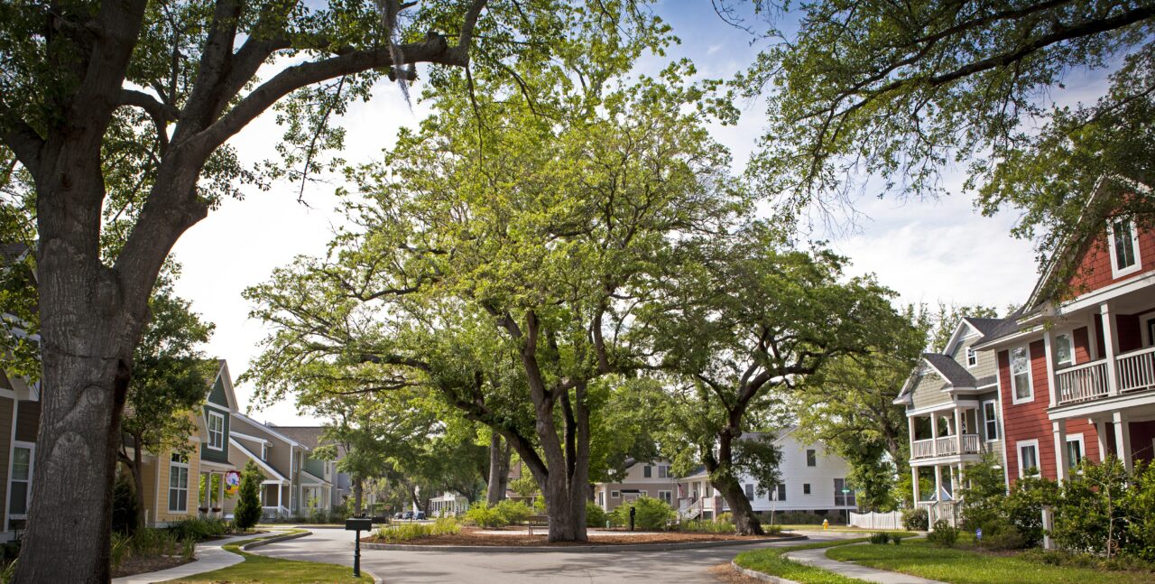 A large oak tree sits in the middle of a neighborhood street.