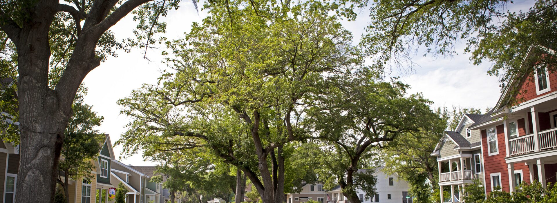 A large oak tree sits in the middle of a neighborhood street.