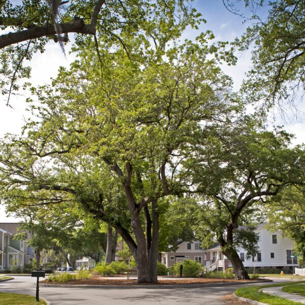 A large oak tree sits in the middle of a neighborhood street.